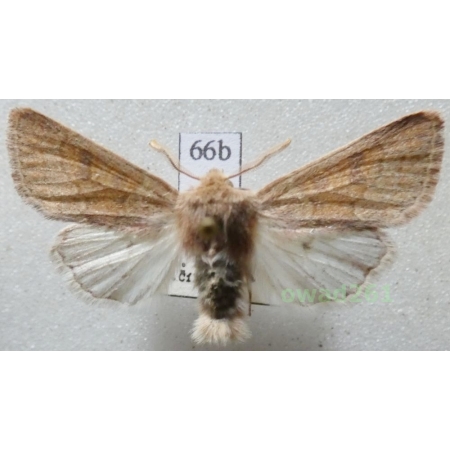Orthosia miniosa (Denis & Schiffermüller, 1775) Czech66b